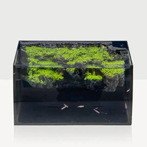 Fish Tank 8 Gallon LED Glass Aquarium Kit for Starters