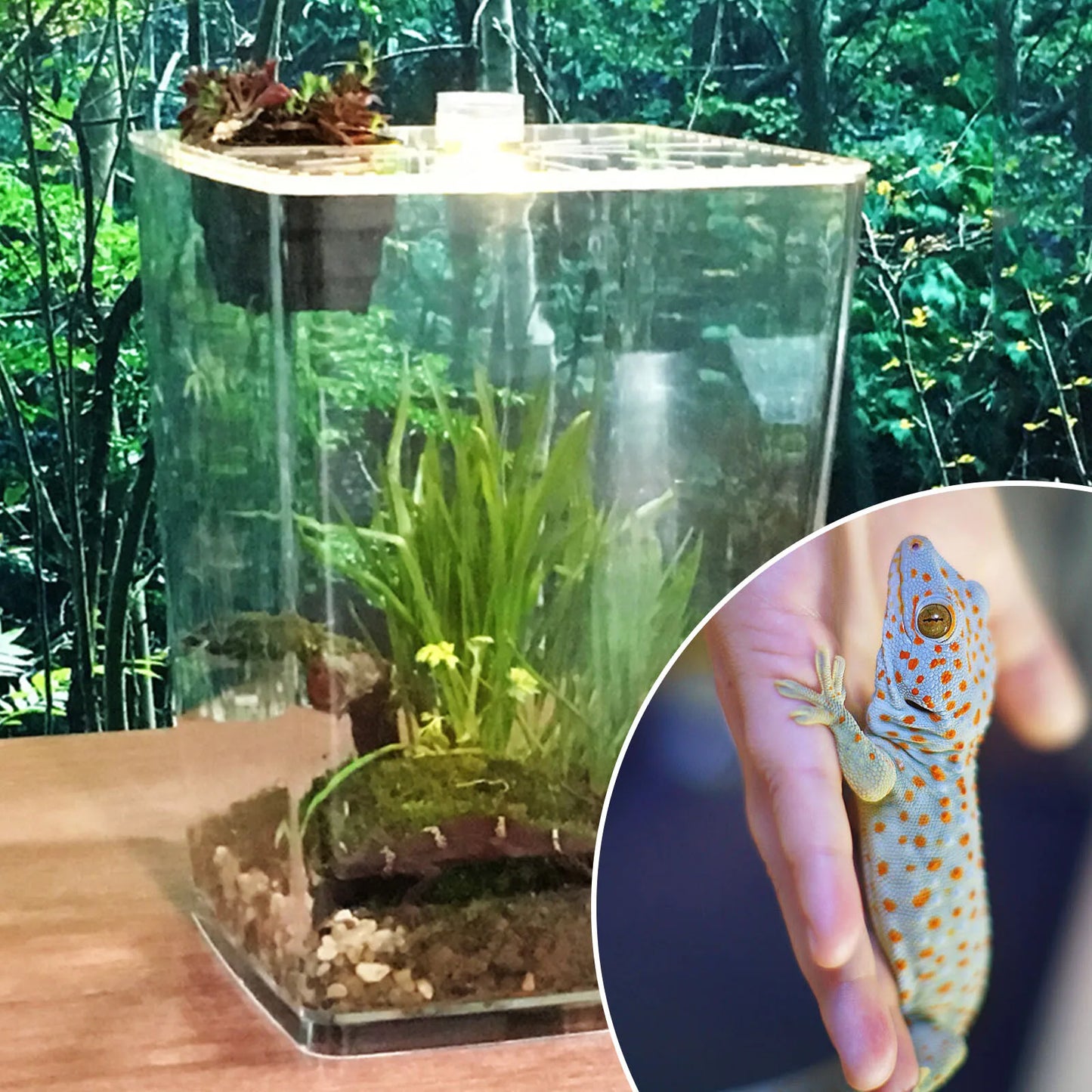 Acrylic Reptile Terrarium Cage For Gecko Lizard Habitat