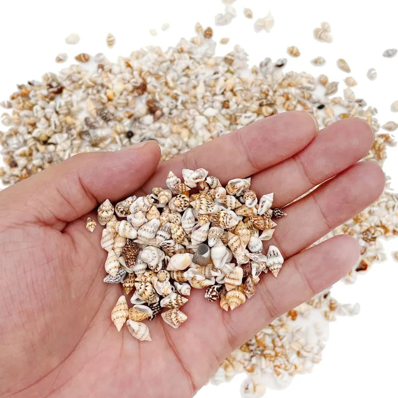 Mixed Sea Shells Ocean Beach Spiral Seashells Craft Charms for Home Decorations Candle Making Fish Tank and Vase Filler
