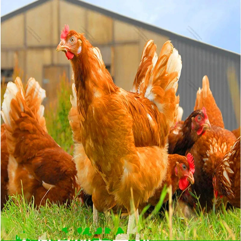 Carophyll Yellow Canthaxanthin Chicken Feed Additives