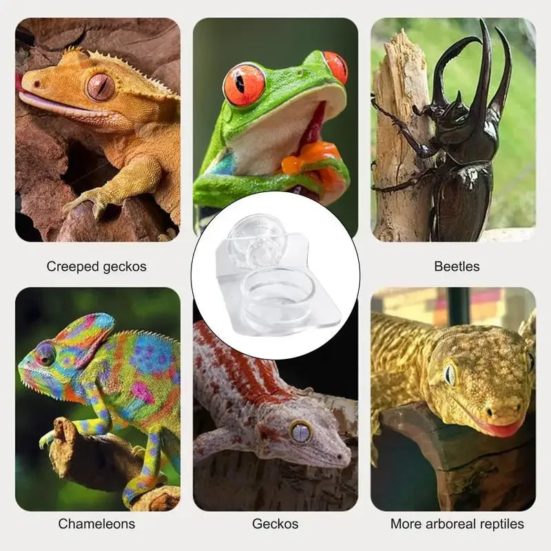 Magnetic Reptile Feeding Ledge Suction Cup Tray Geckos