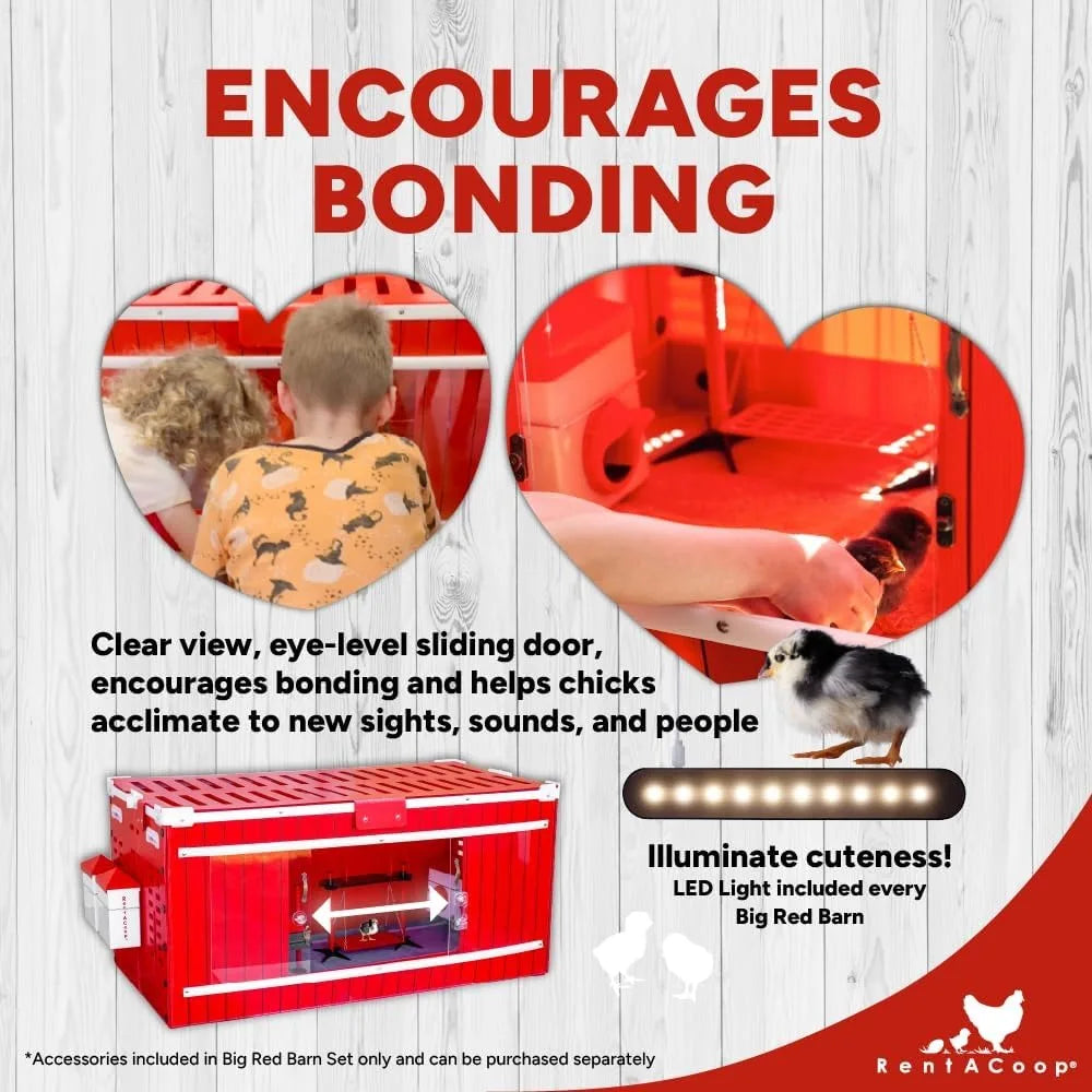 Big Red Barn Chick Brooder Set with Heating Plate Anti-Roost Cone Two Chick Feeders Two Chick Drinkers Swing Hatchling