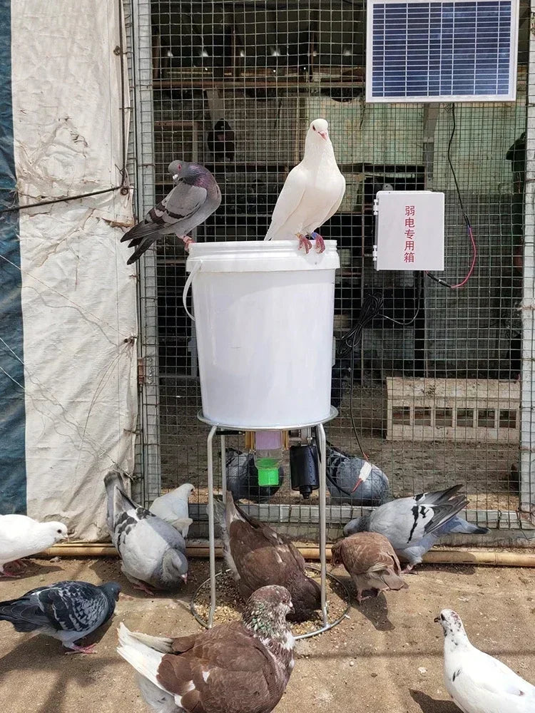 Automatic Chicken Feeder With Timer For Pigeons And Ducks