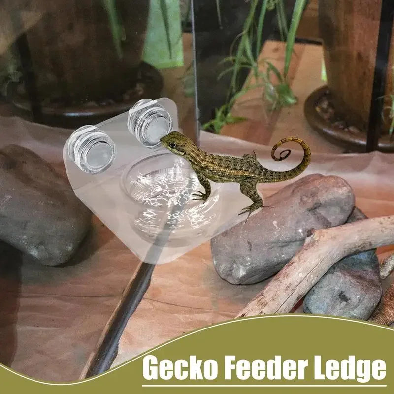 Magnetic Reptile Feeding Ledge Suction Cup Tray Geckos
