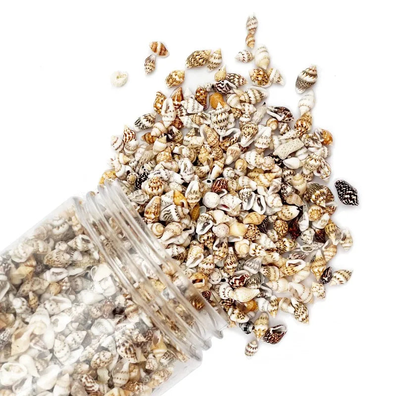 Mixed Sea Shells Ocean Beach Spiral Seashells Craft Charms for Home Decorations Candle Making Fish Tank and Vase Filler