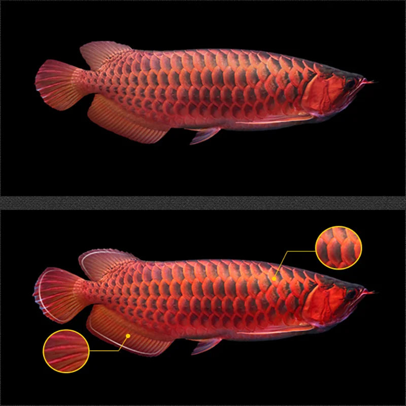 Fish Tank Arowana Feed Red Silver Special Aquarium Food Granule