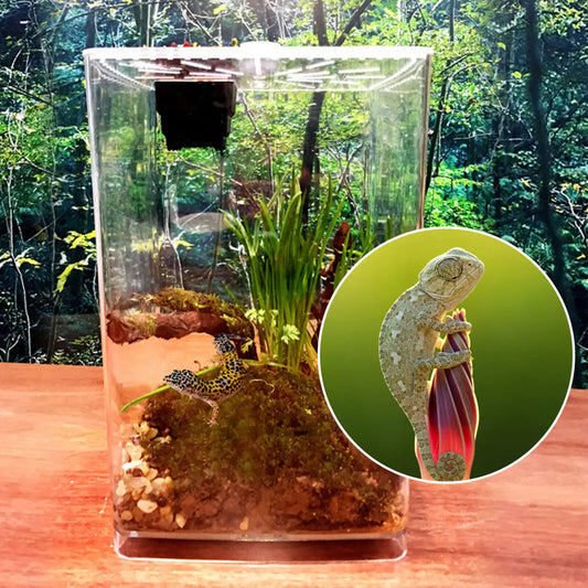 Acrylic Reptile Terrarium Cage For Gecko Lizard Habitat