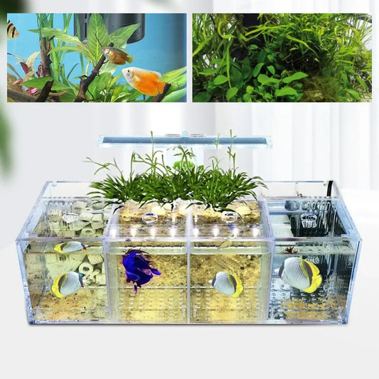 USB Powered Desktop Aquaponic Betta Tank With Acrylic Rectangle 4 Section Design