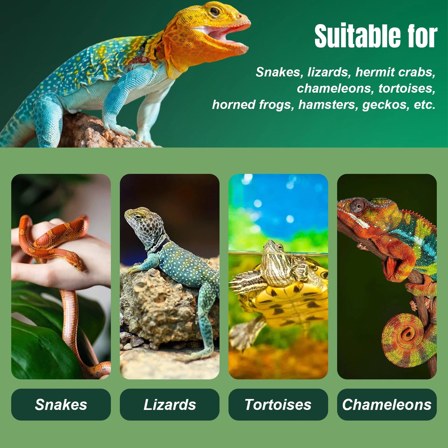 Glass Terrarium Front Reptile Tank With Top Screen Ventilation Escape Proof Lid