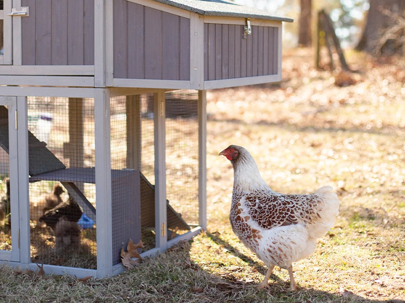 Unique Folding Design for Easy to Set Up Chicken House