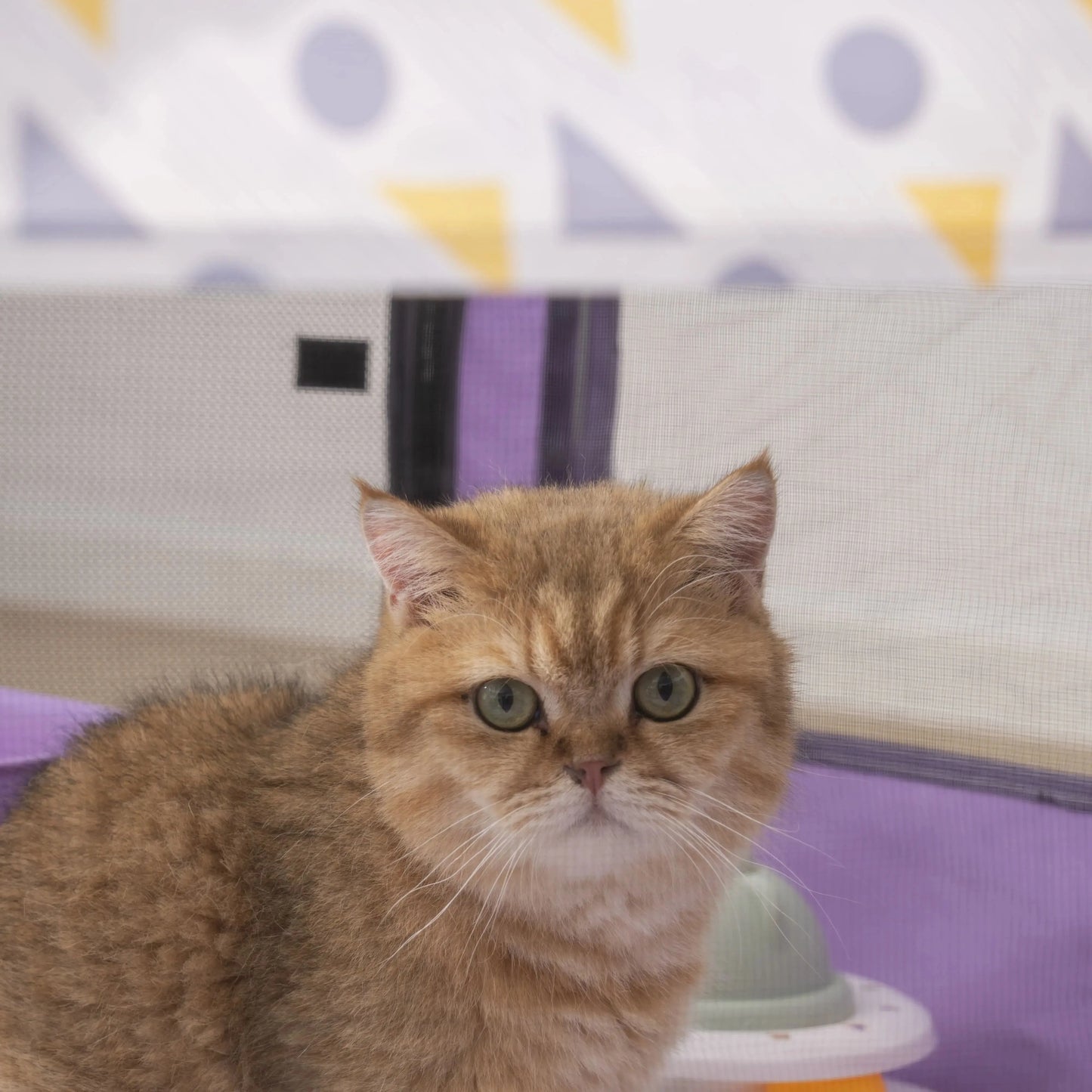 Foldable Mesh Ventilated Circular Pet Nest Outdoor Indoor For Cats And Dogs Extra Large Comfortable Cat Birthing House