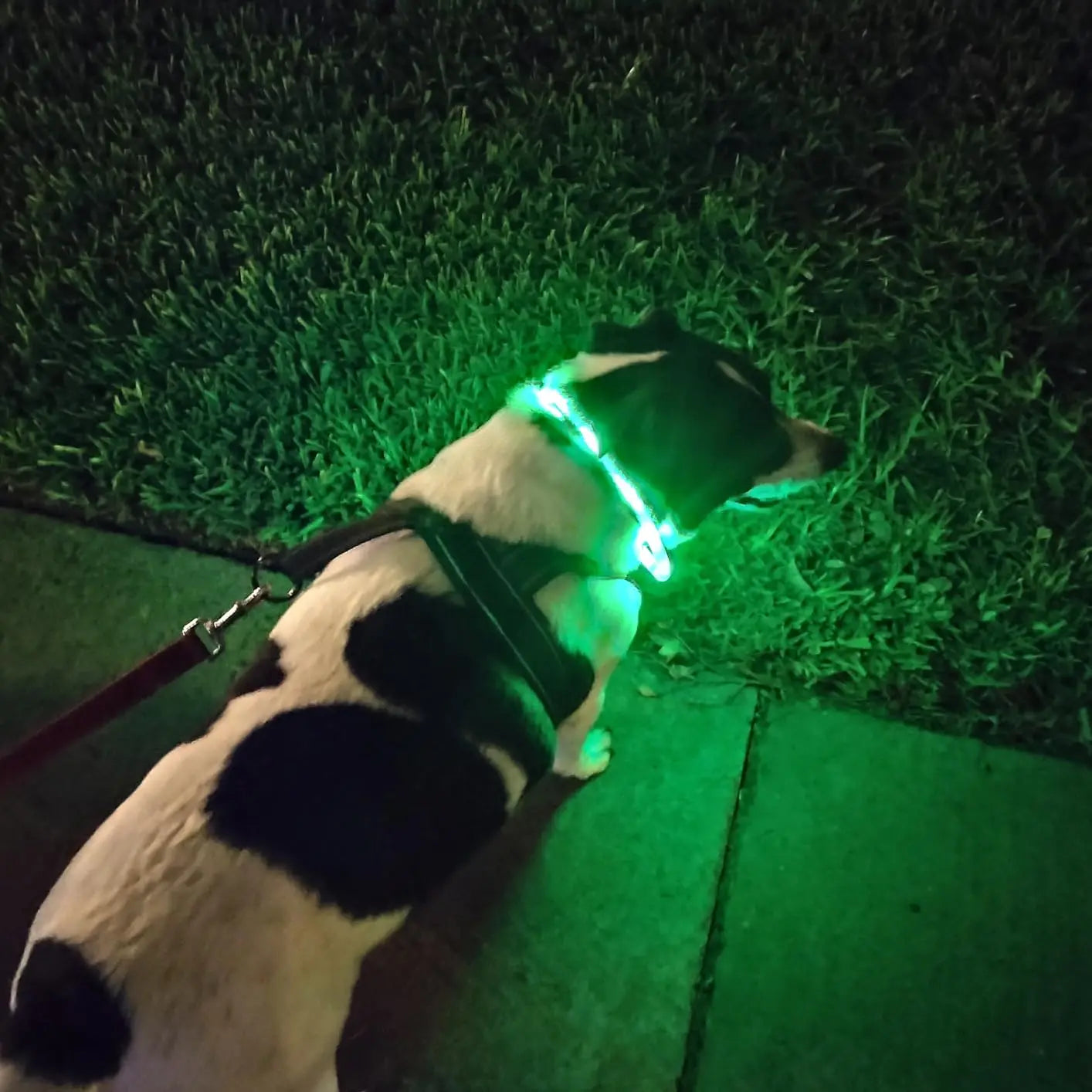 Silicone LED Dog Collar USB Rechargeable Flashing 3 Modes