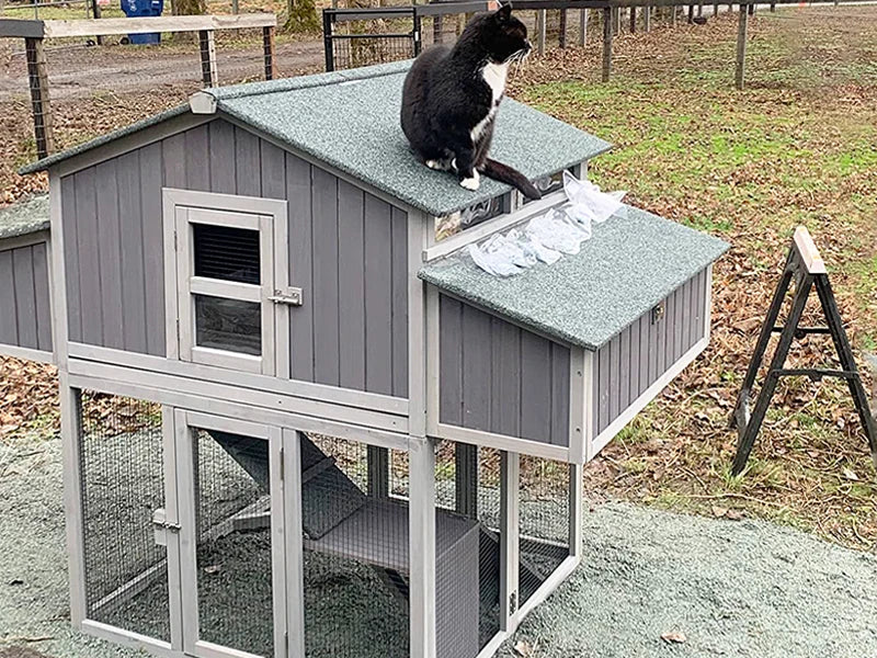 Unique Folding Design for Easy to Set Up Chicken House