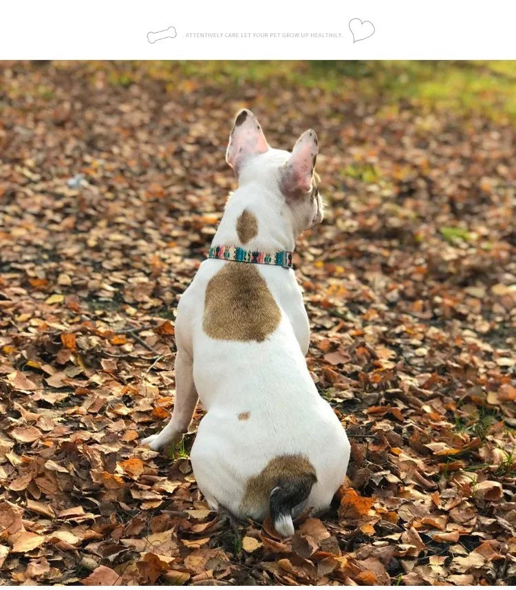 Engraved Dog Collar With Tag Semi Metal Buckle Medium Large