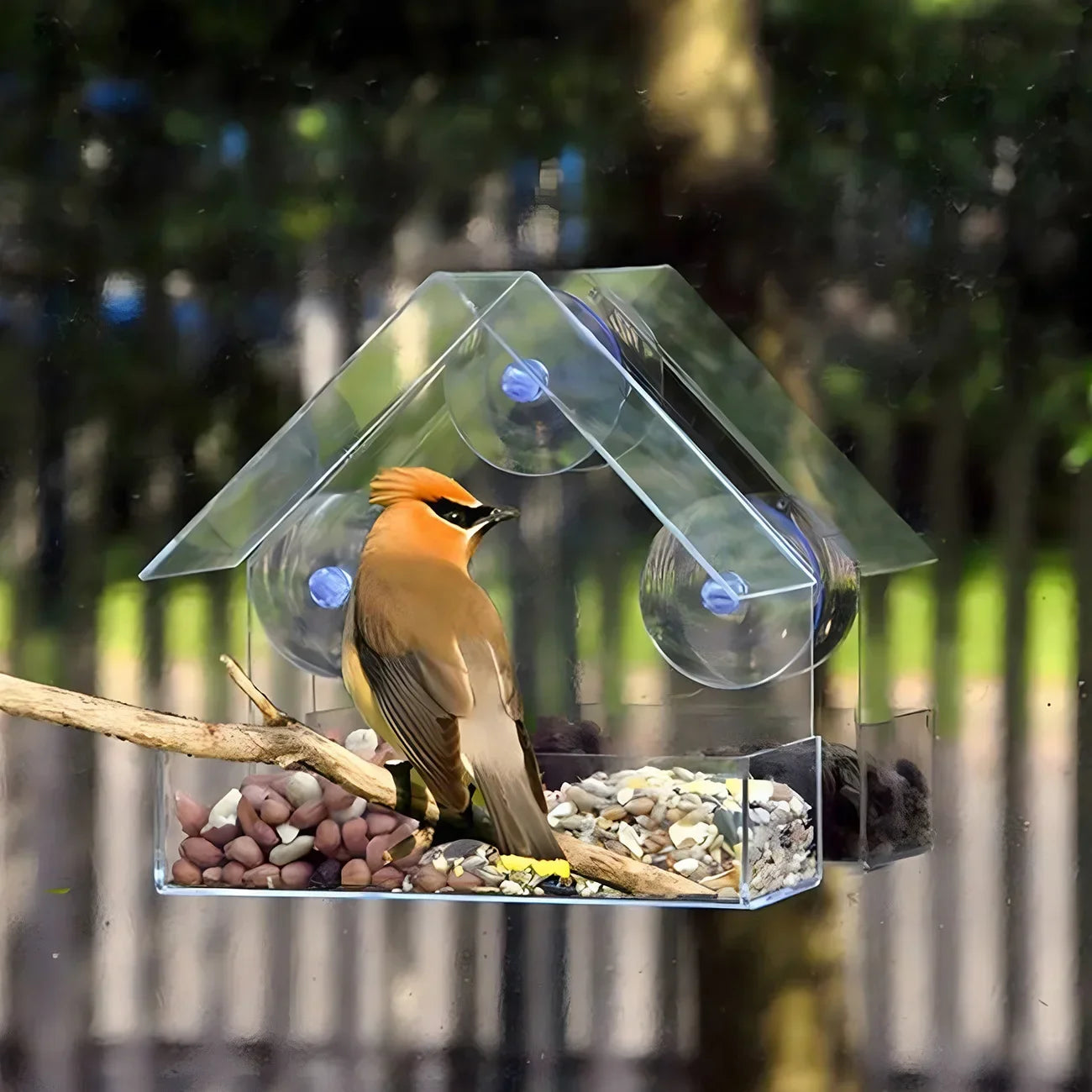 Transparent Window Bird Feeder With Suction Cups Feed Tray