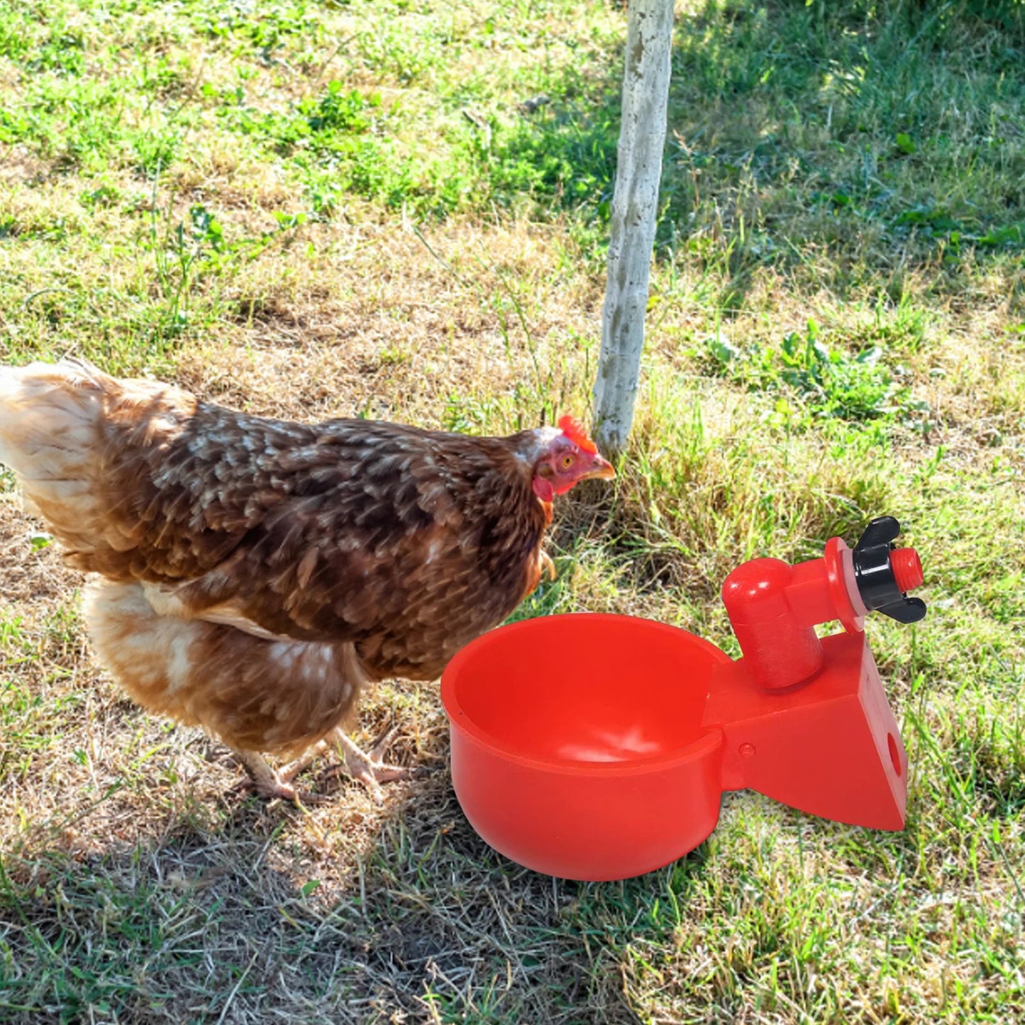 6pcs Poultry Feeder Drinker Hanging Automatic Chicken Water Dispenser Plastic Practical Convenient Tools for Farm Animal Feeding